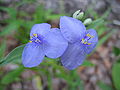 Spiderwort Blue Flower 1.JPG