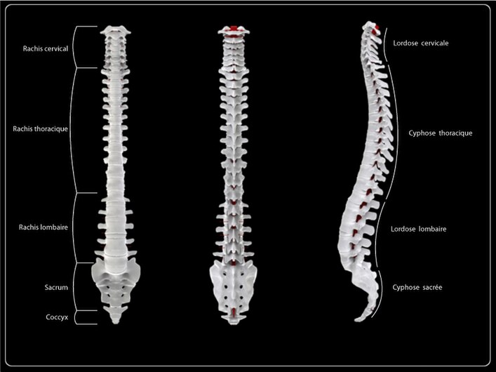 Spine Anatomy Kisco.JPG