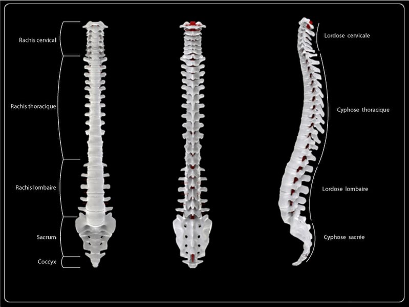 File:Spine Anatomy Kisco.JPG