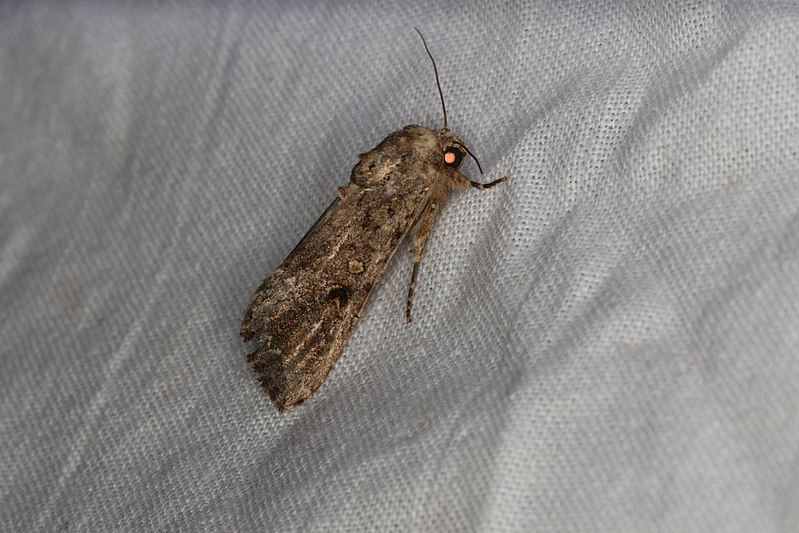 File:Spodoptera mauritia (24580194781).jpg