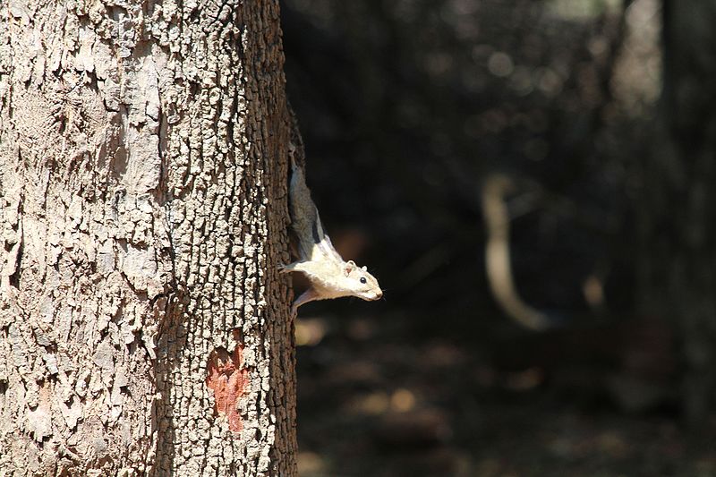 File:Squirrel Jump.jpg