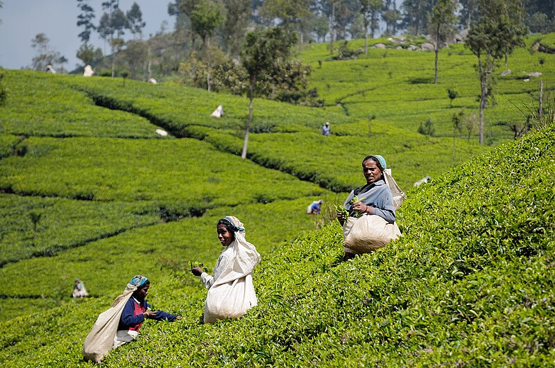 File:SriLanka TeaHarvest (pixinn.net).jpg