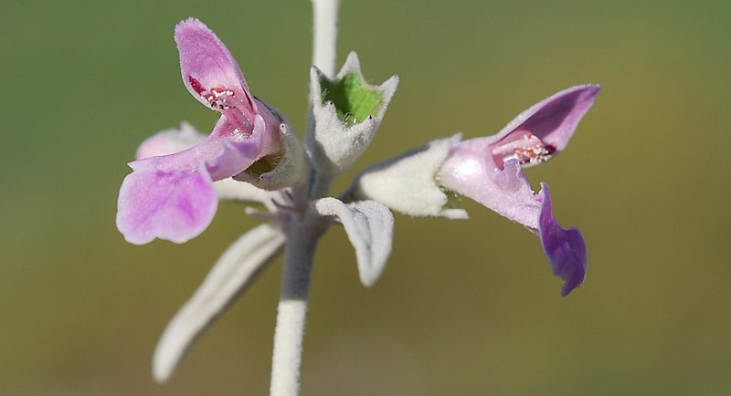 File:Stachys rugosa 2.jpg