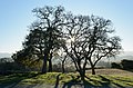 * Nomination Oak trees, Stanford Dish hiking trail. --King of Hearts 05:54, 15 May 2020 (UTC) * Promotion  Support Good quality. --Ermell 06:10, 15 May 2020 (UTC)