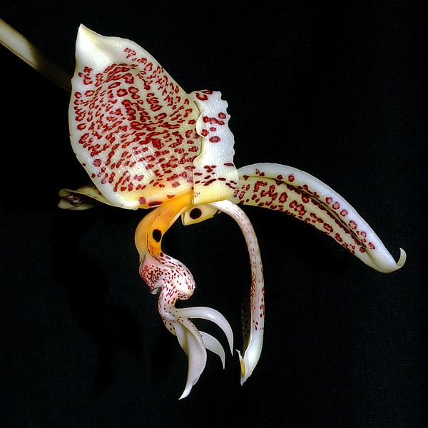 File:Stanhopea oculata Orchi 2012-09-03 463.jpg