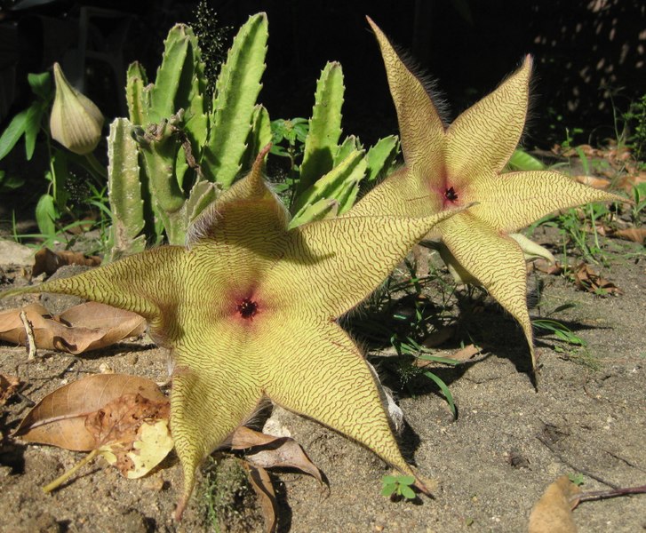 File:Stapelia gigantea 2 (5587366205).jpg