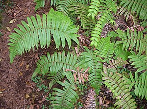 Cyclosorus cyatheoides''