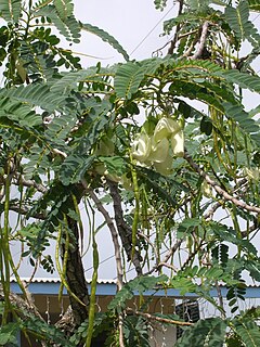 <i>Sesbania grandiflora</i> Species of legume