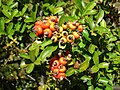 Pyracantha koidzumii