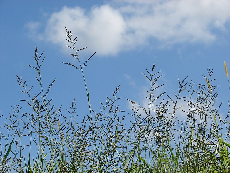 File:Starr 061128-1671 Urochloa mutica.jpg