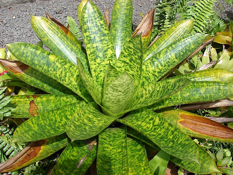 File:Starr 070321-6046 Unknown bromeliaceae.jpg