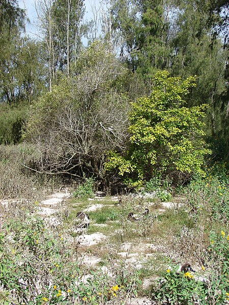 File:Starr 080611-8469 Ficus microcarpa.jpg