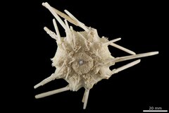 File:Stereocidaris sulcatispinis - ECH-000420 hab-ven.tif (Category:Echinodermata in the Natural History Museum of Denmark)