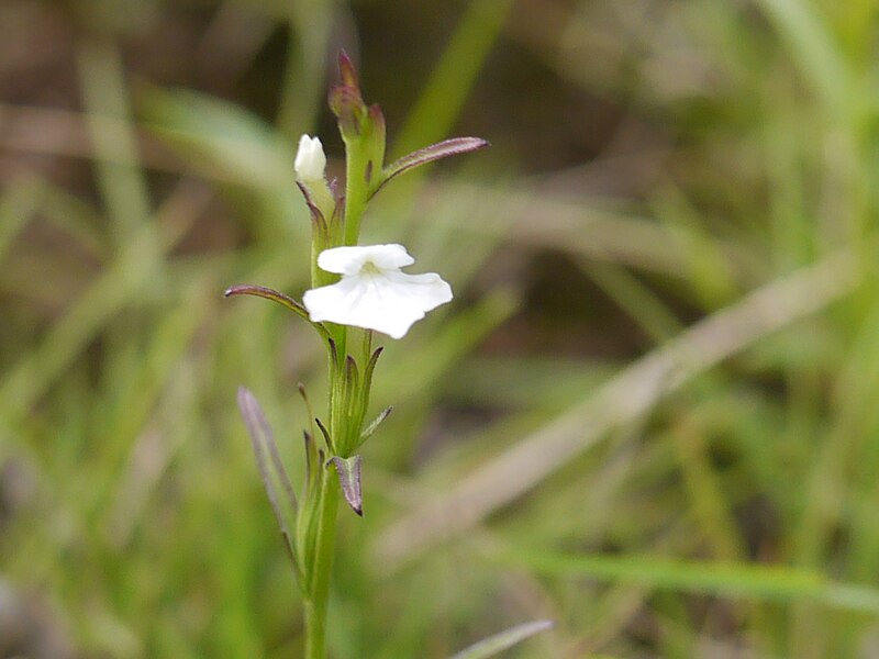 File:Striga ¿ densiflora - angustifolia ? (7987864563).jpg