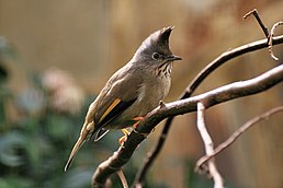 Югина темнокрила (Yuhina gularis)