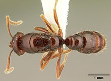 Strumigenys trinidadensis inbiocri001280404 תווית 1.jpg