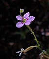 Mutant flower with five petals