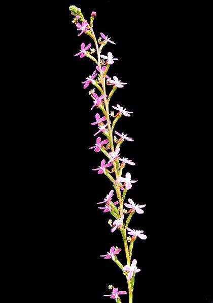 File:Stylidium graminifolium Inflorescence.jpg