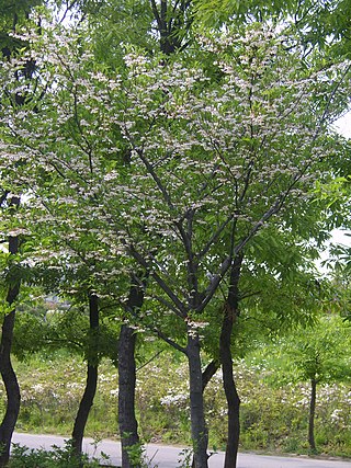 <i>Styrax japonicus</i> Species of flowering plant
