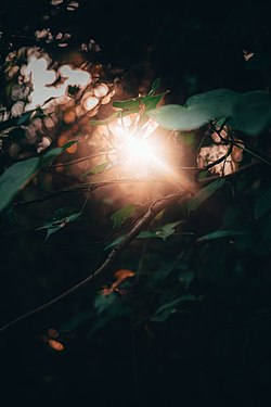 Sun Light Penetrating through leaves