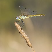 Sympetrum fonscolombii, female, Sète cf03.jpg