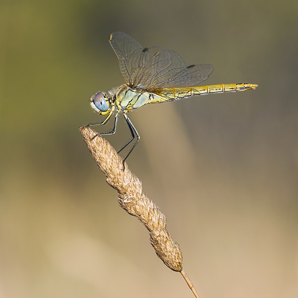 File:Sympetrum fonscolombii, female, Sète cf03.jpg