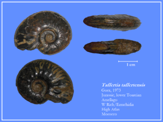 <i>Taffertia</i> Genus of molluscs (fossil)