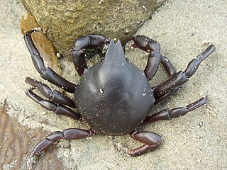 <i>Taliepus nuttallii</i> Species of crab