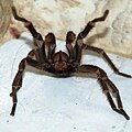 Aposematic threat display of Brazilian tarantula