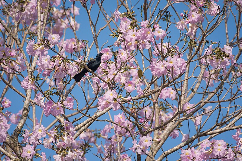 File:Tawny-shouldered blackbird (48690130851).jpg