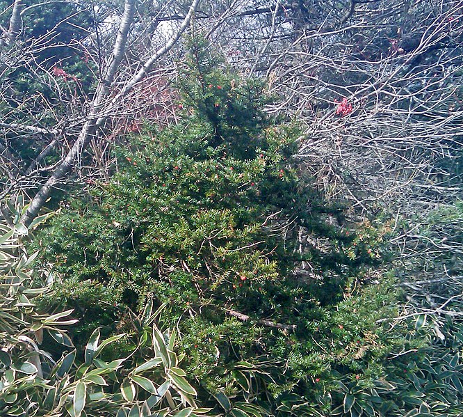 File:Taxus cuspidata Hallasan.jpg