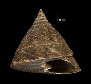 <i>Tectus</i> Genus of gastropods