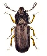 Tenebroides mauritanicus