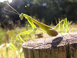 Tenodera angustipennis