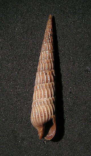 <i>Punctoterebra longiscata</i> Species of gastropod