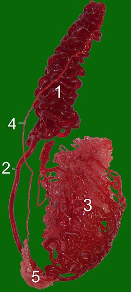 File:Testicular artery (bull).jpg