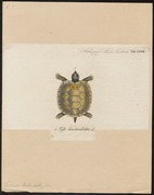 Testudo tabulata - 1700-1880 - Print - Iconographia Zoologica - Special Collections University of Amsterdam - UBA01 IZ11600071.tif