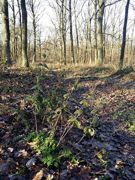 File:Teucrium scorodonia sl14.jpg