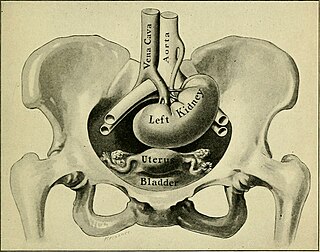 <span class="mw-page-title-main">Nephroptosis</span> Medical condition