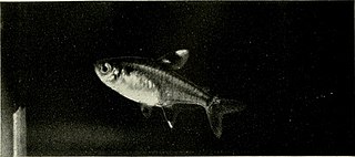 <i>Copeina guttata</i> Species of fish