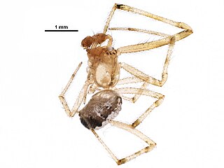 <i>Theridion neomexicanum</i> Species of spider