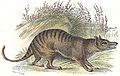 Thylacineprint.jpg