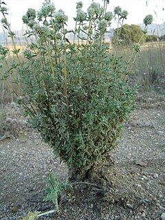 Thymus mastichina.jpg