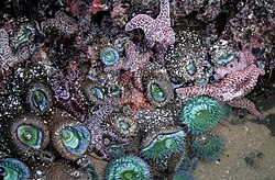 A tide pool in Santa Cruz, California with sea anemones and sea stars Tide pools in santa cruz.jpg