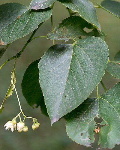 Tilia americana