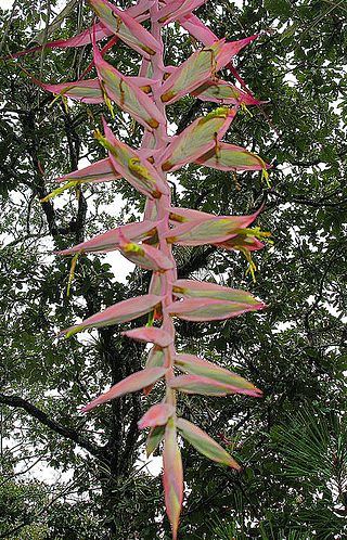 <i>Tillandsia prodigiosa</i> Species of plant