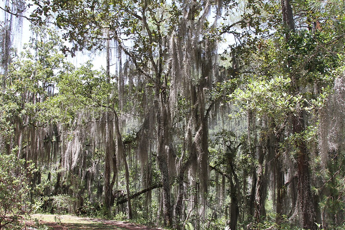 Tillandsia usneoides