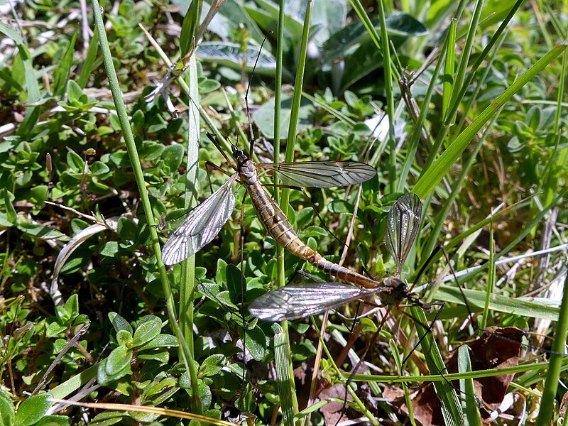 File:Tipula paludosa en accouplement près de Chambéry (avril 2020).jpg