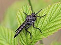 * Nomination Tolmerus atricapillus on Rubus sp. Latvia. --AfroBrazilian 17:45, 1 September 2017 (UTC) * Promotion Shallow DOF. But QI for me --Vengolis 18:34, 1 September 2017 (UTC)