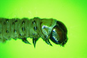 Larva Tortrix viridana larva.jpg